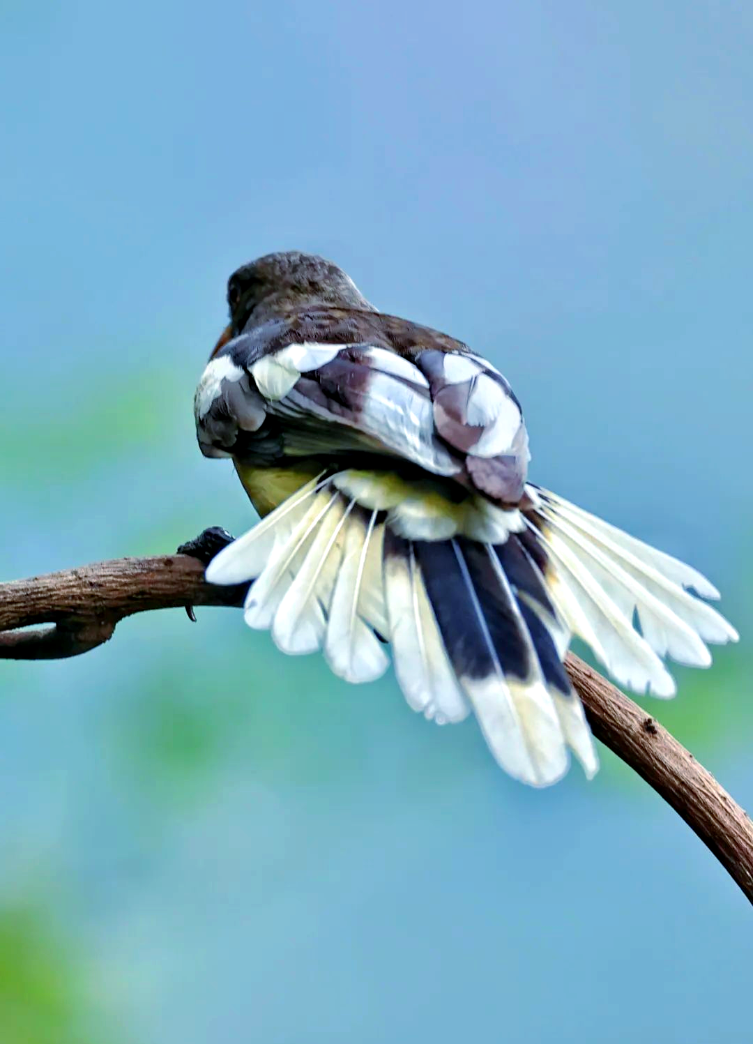 白翅蓝鹊:一种独特的雀形目鸟类