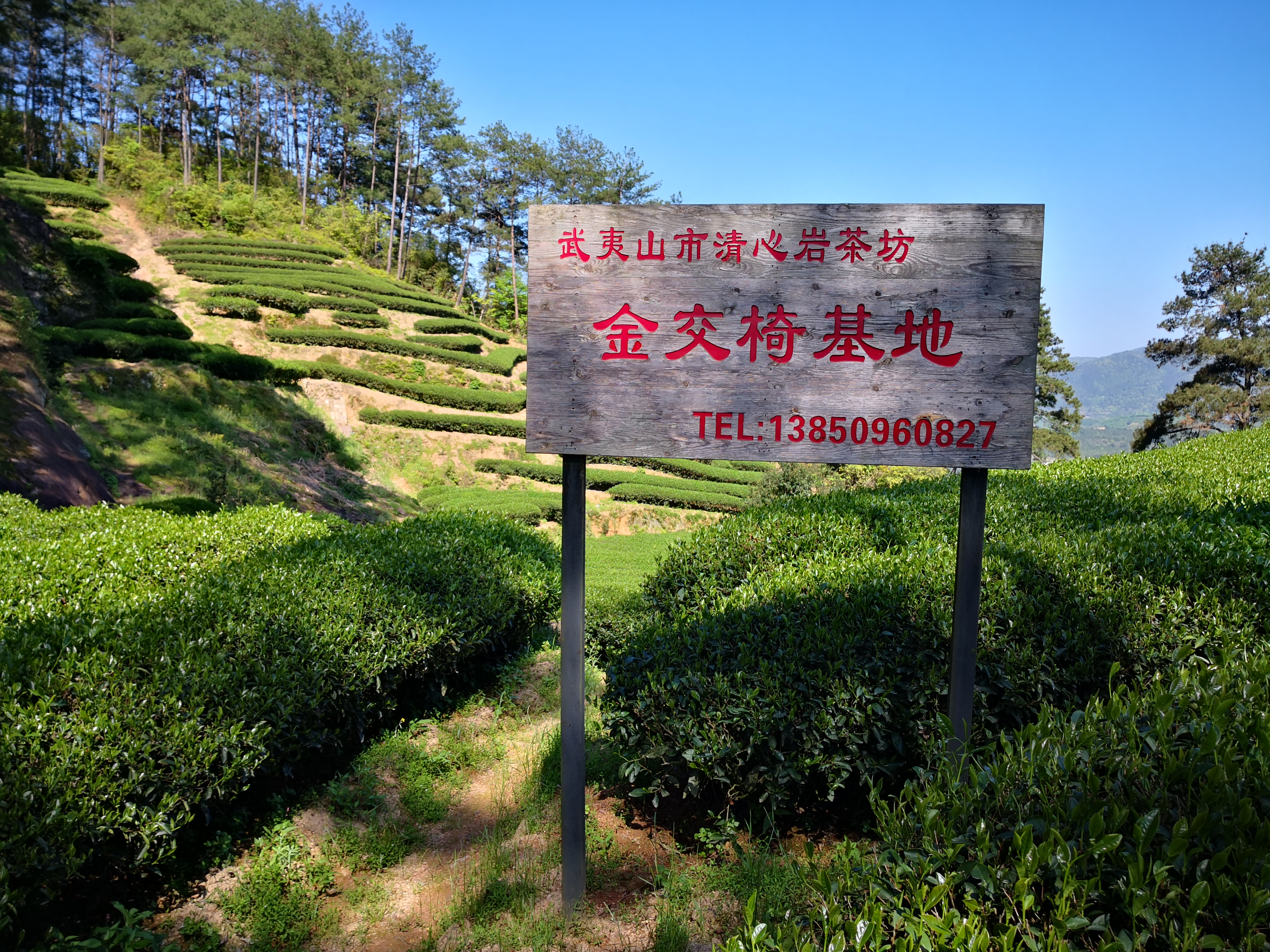 武夷岩茶金交椅,以茶传承,专心一意