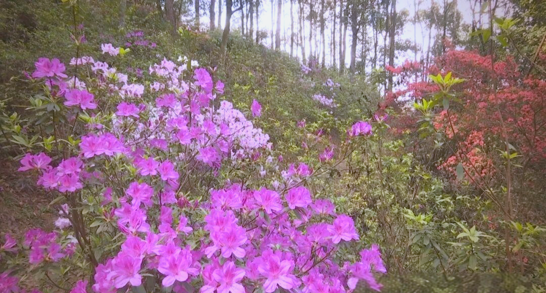 揭西龙山生态风景区的杜鹃花盛放与游客体验