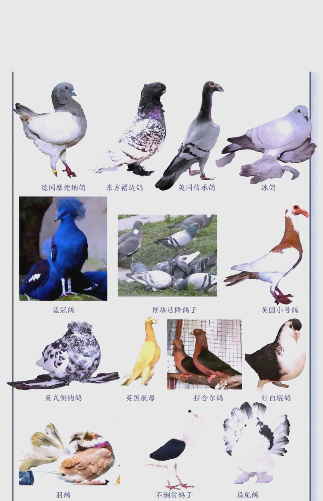 探索多样鸽子品种,你钟爱哪一款?