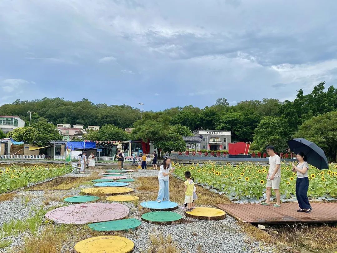 开平向日葵花海来啦!好多人去打卡