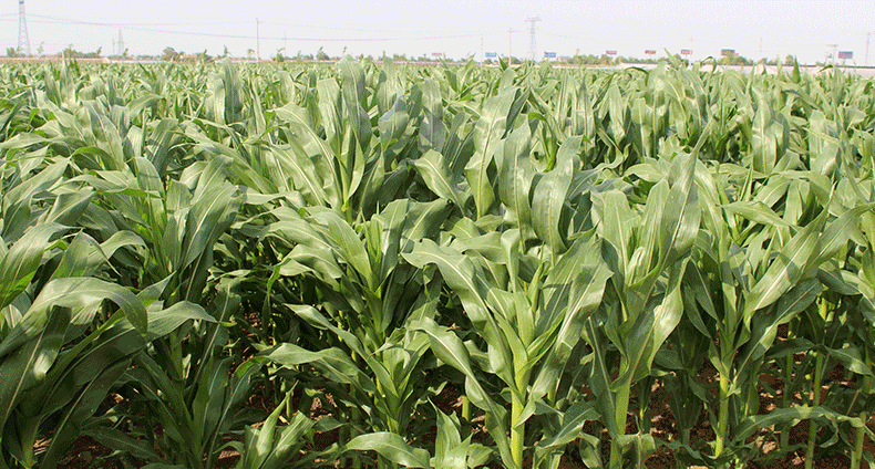 是我国著名的玉米育种专家 他一生与玉米打交道 其中,他选育的"浚单"