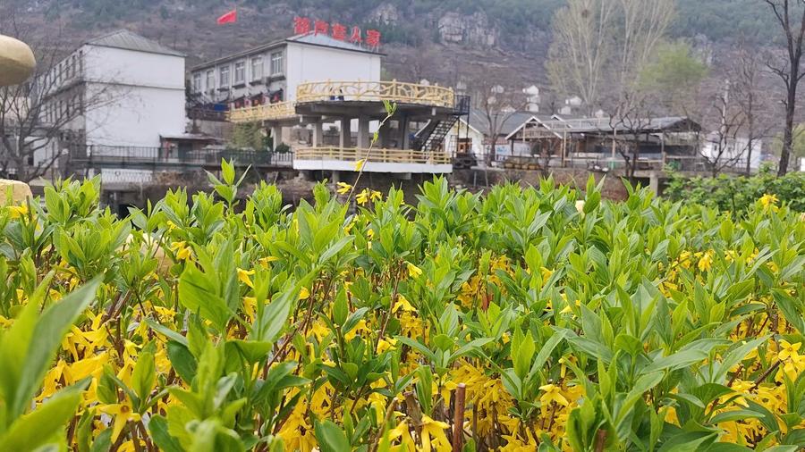 枣庄乡村振兴采风行⑦山亭区徐庄镇:"农文旅"融合发展鼓起百姓"钱袋子