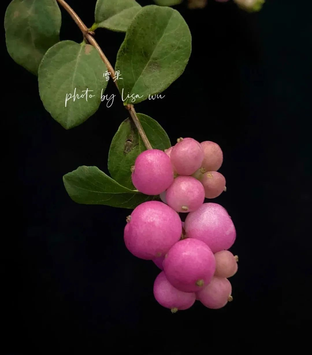 彩铅教程|粉粉的粉雪果