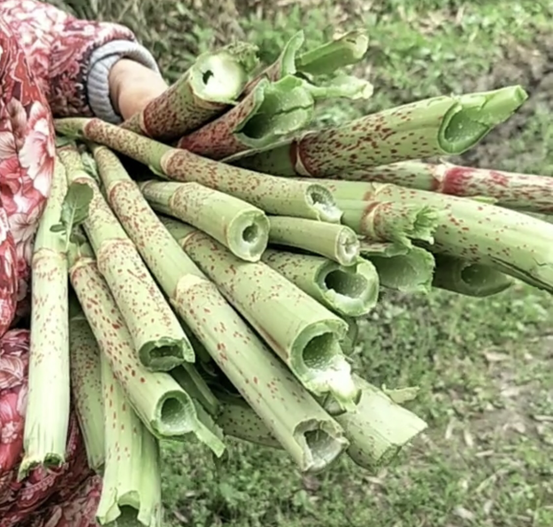 农村小吃"酸筒杆",好多人不知道叫啥,8090后童年的回忆