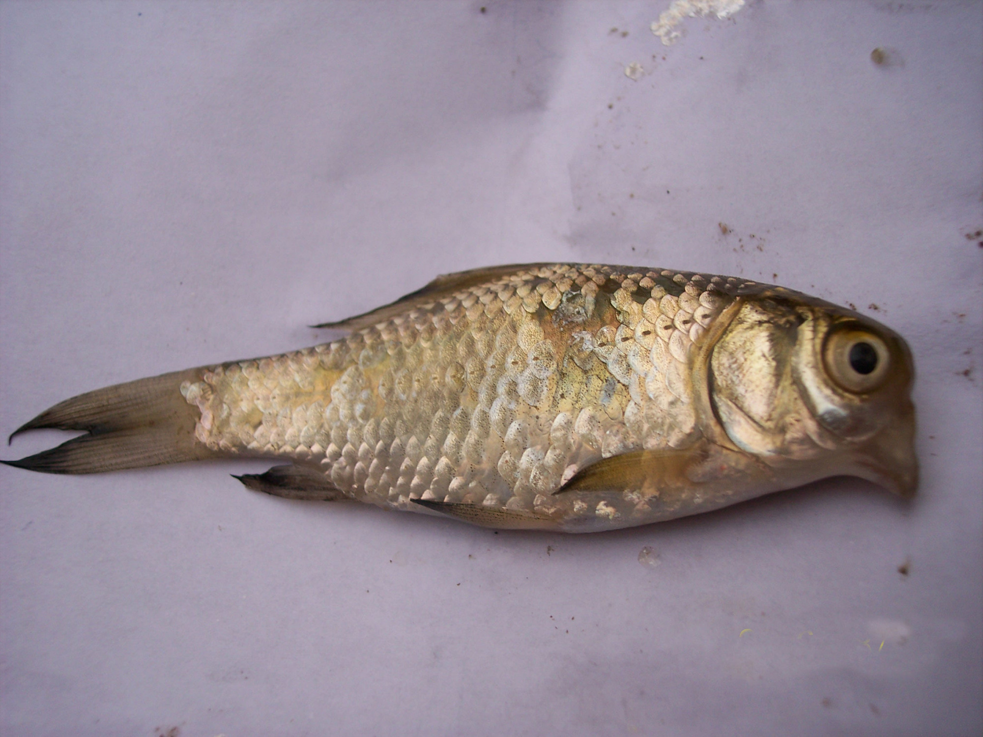 惊!鸟头鱼,最正经的鸟头鱼!