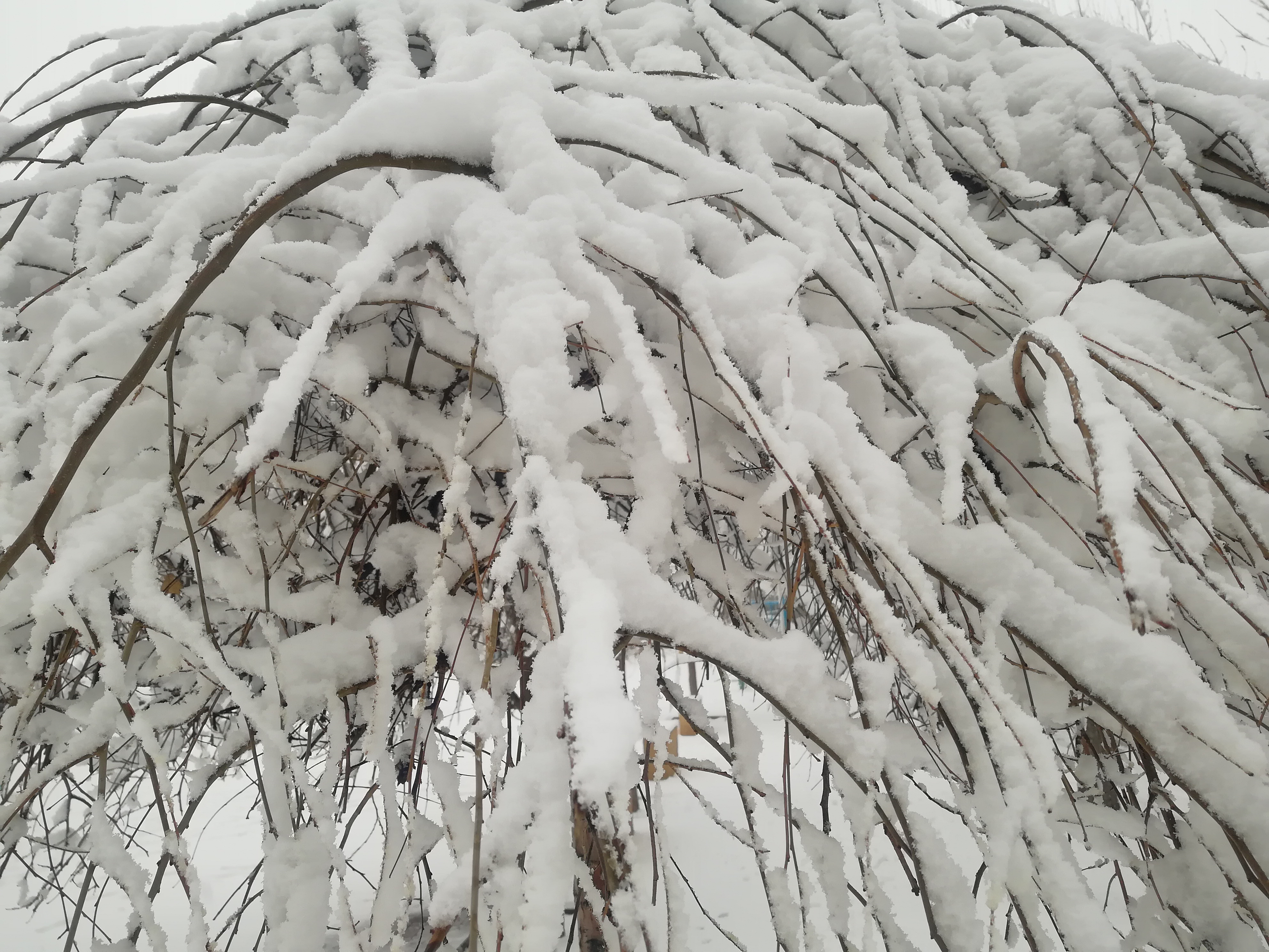 阜新雪景图片