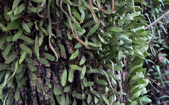 生在高处少人见,殊不知价值却令人肃然起敬,晒干60元一斤