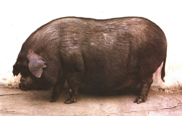 川猪变种记(上)萌芽