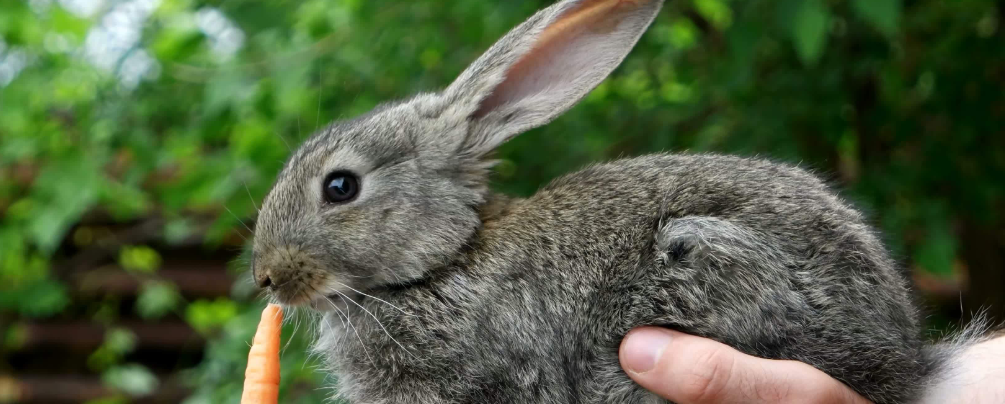 兔子耳朵一只垂一只立图片