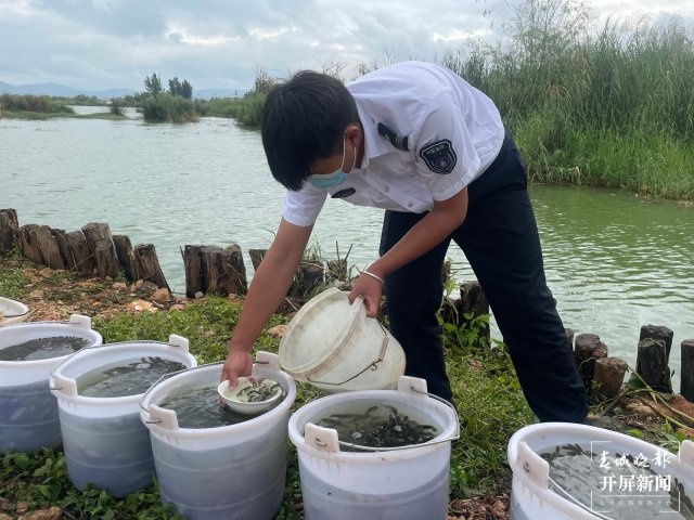 100万尾杞麓鲤增殖放流玉溪杞麓湖