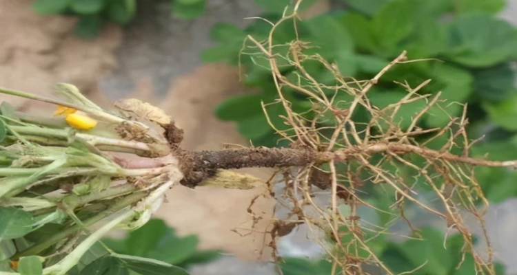 花生是根还是茎