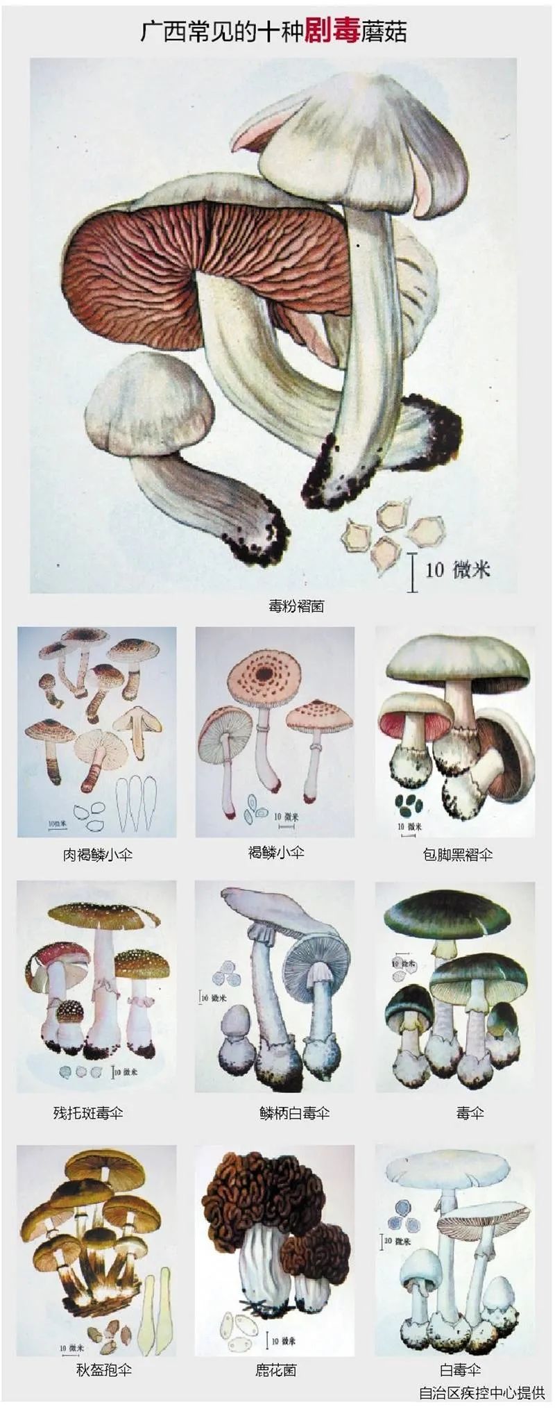 警惕!广西这10种蘑菇千万别吃,有剧毒!