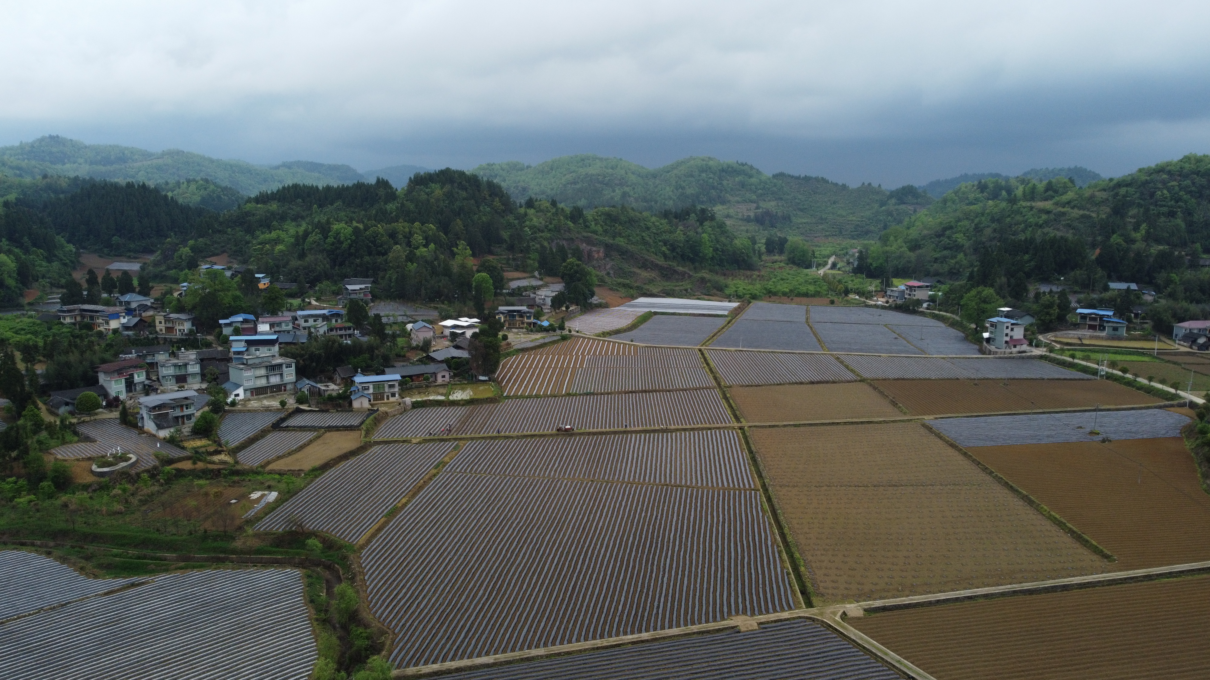 岑巩县凯本镇:一田多种 一地一收