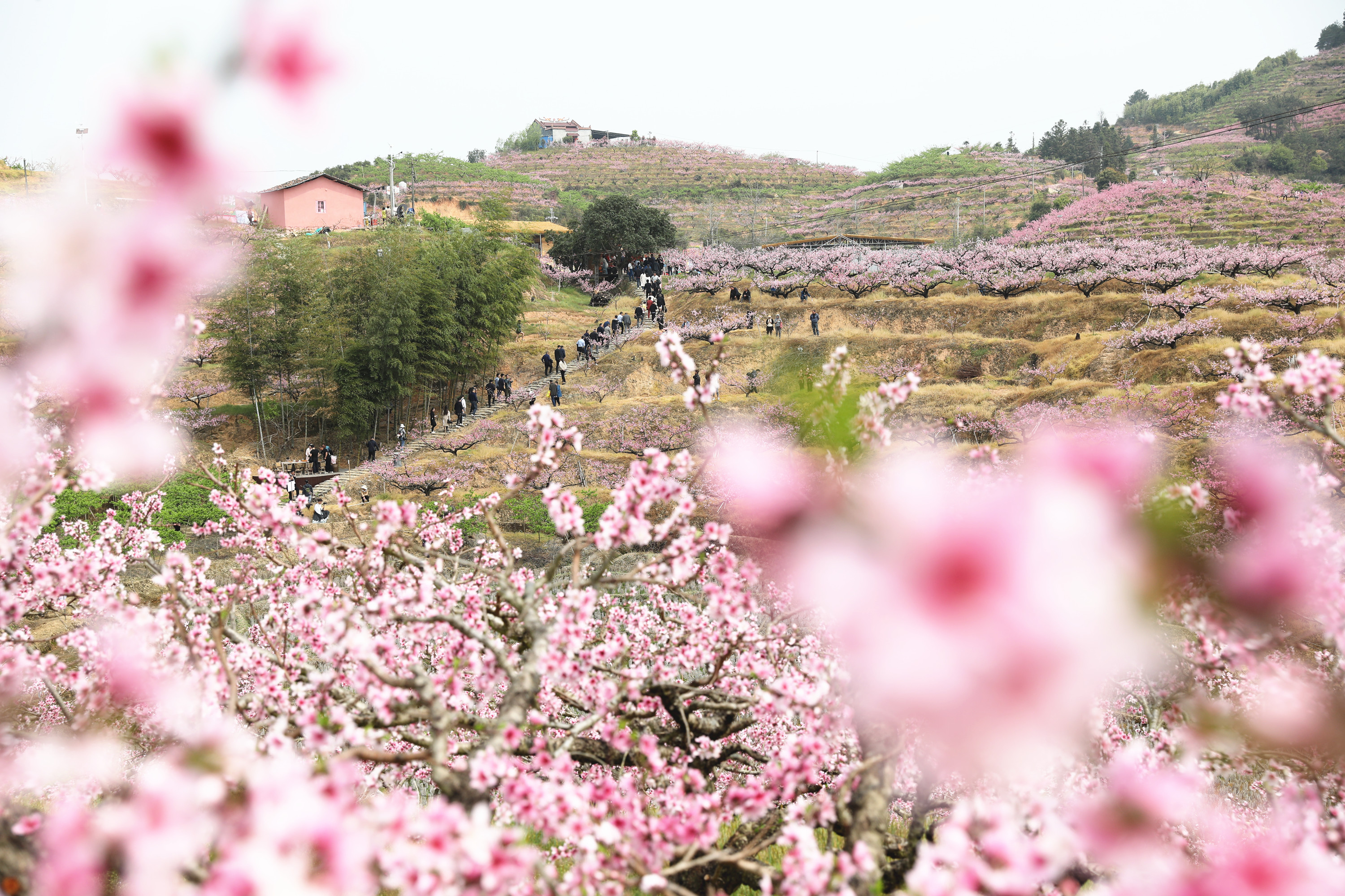 "福见古田 桃源探花"古田际面桃花节开幕