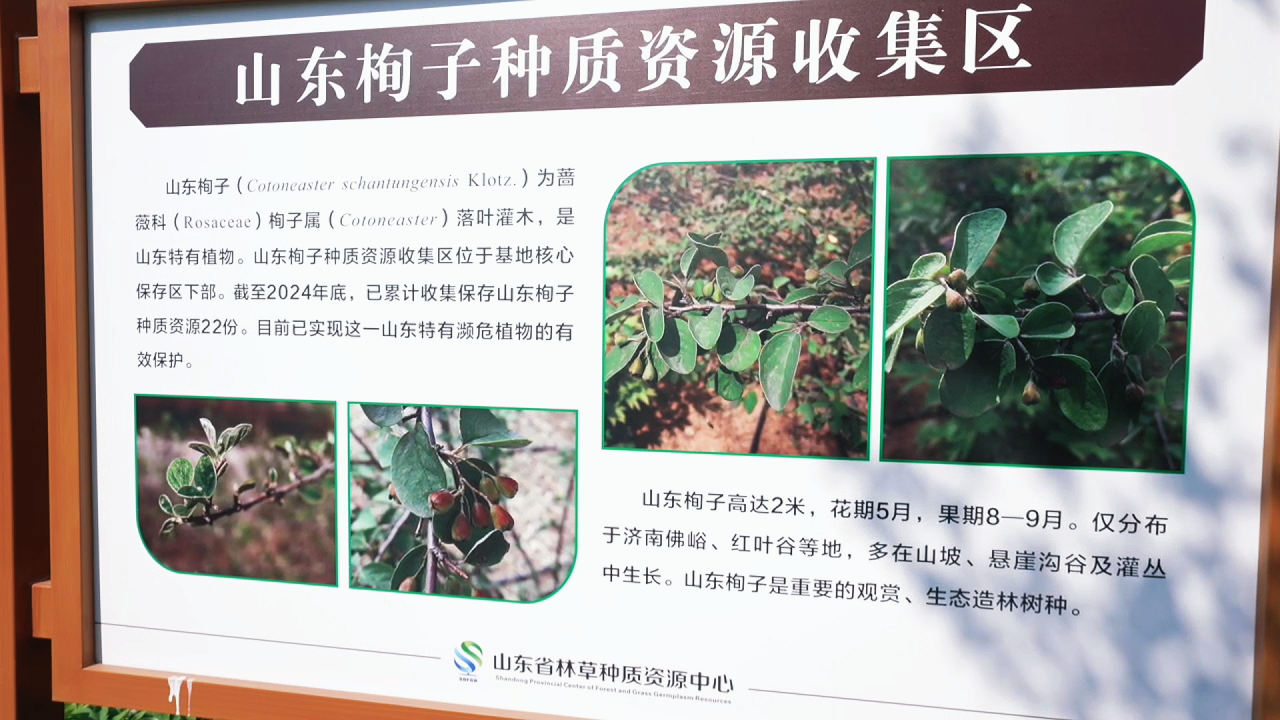科普总动员｜探秘济南特有珍稀植物——山东栒子 - 图8