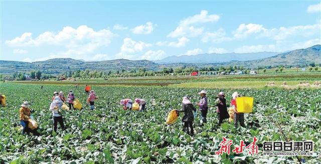 「圖片新聞」渭源縣蓮峰鎮高原夏菜基地裡的660畝高原夏菜喜獲豐收