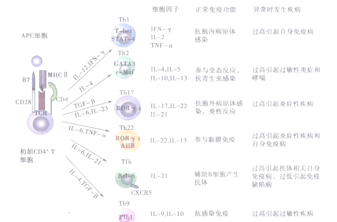 T细胞分化发育:从胸腺到外周的免疫旅程