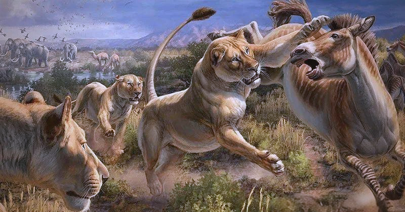 这种更新世至全新世早期的北美洲哺乳纲食肉目猫科动物,以其雄壮的