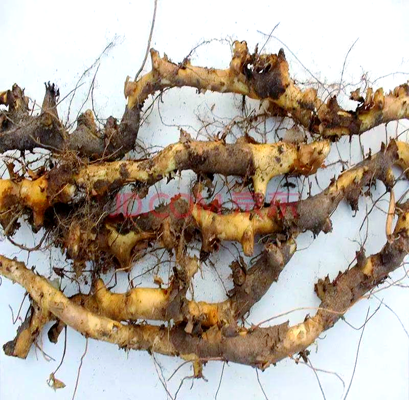 中药材穿山龙:祛风湿,活血通络的良药