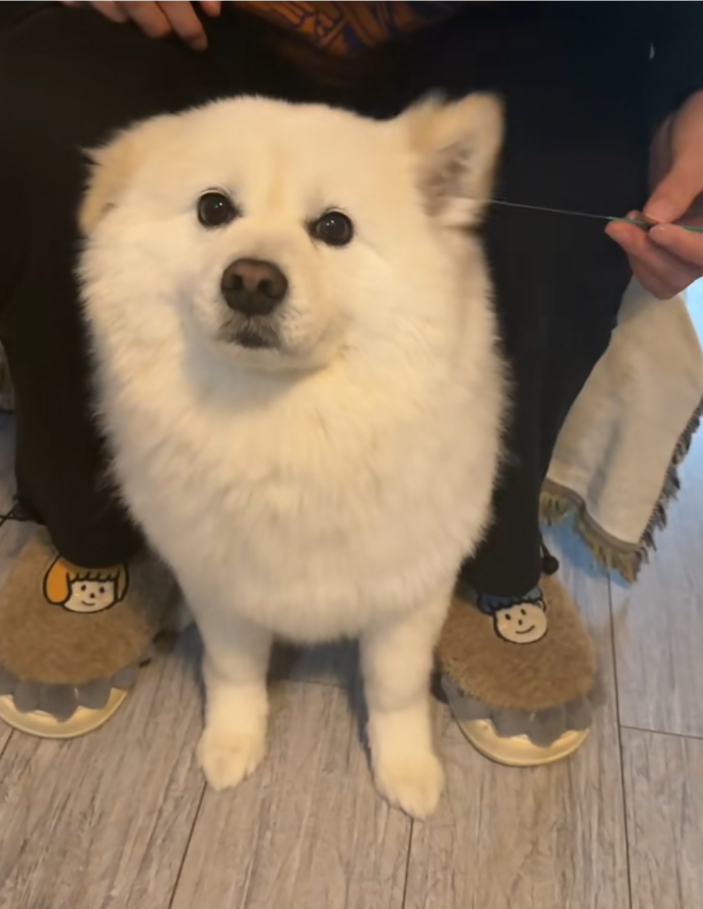 主人给狗狗掏耳朵,看得出来,它好舒服!