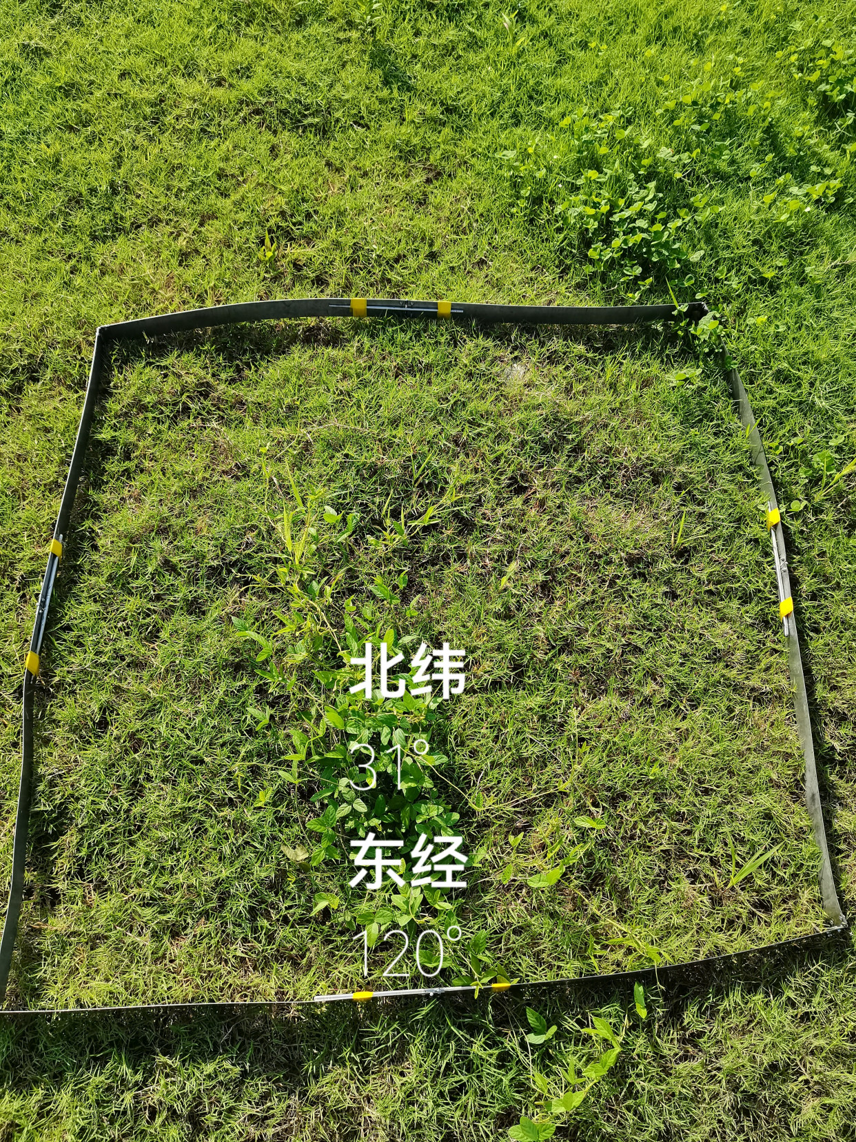 拨尽纤思何处是,吹来多少古今风——三籽两型豆