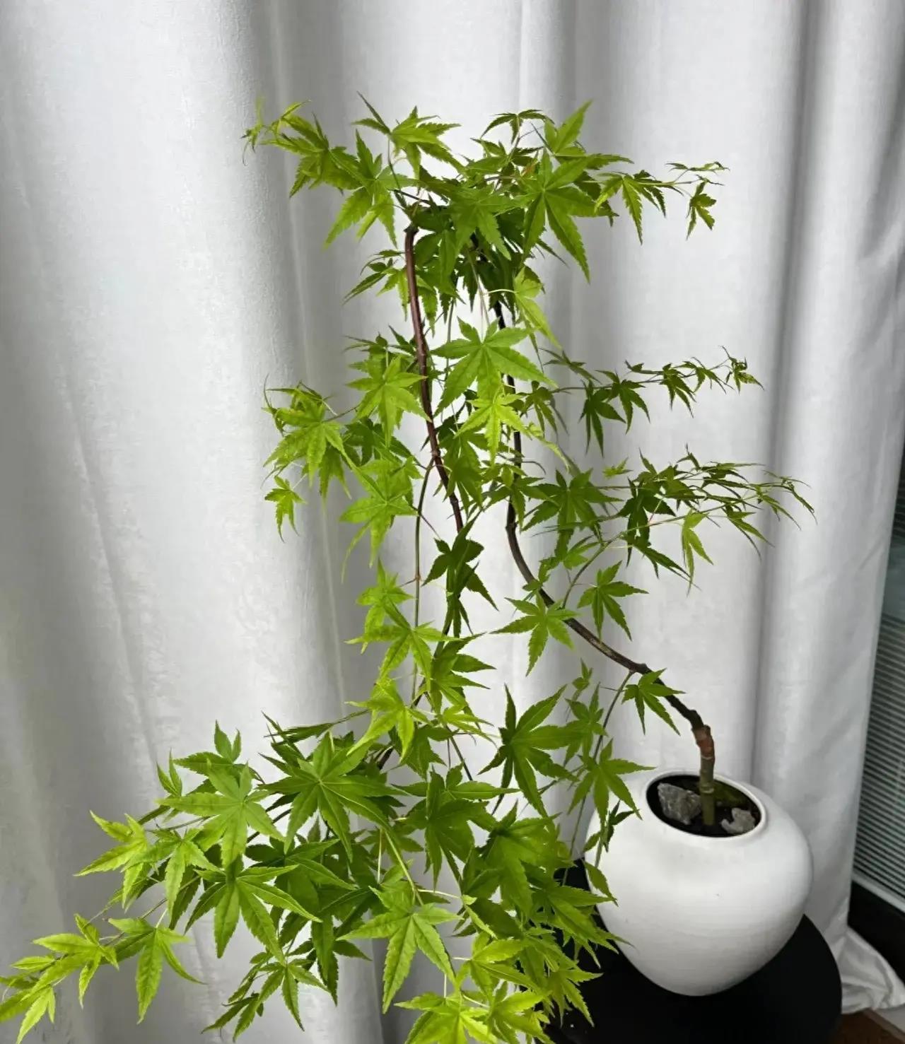 广州一户人家,因客厅"流泉枫太美"走红,真有意境!