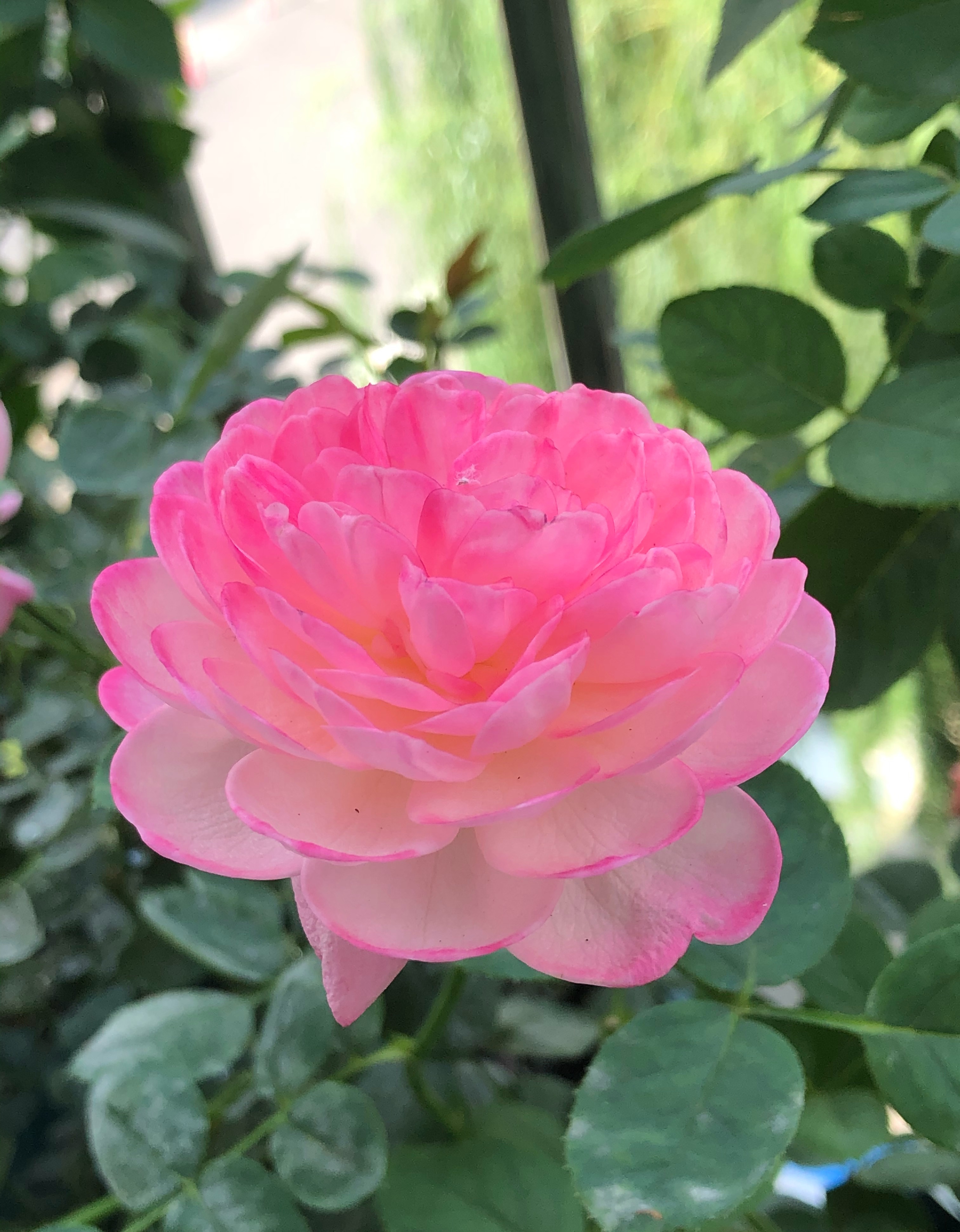 喜欢月季花的,养棵"和室"吧,又美又香,丰花勤花,香薰满家