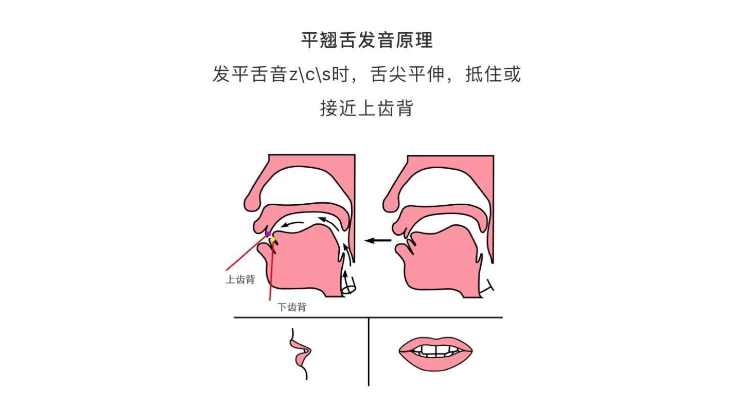 平翘舌发音位置图片图片