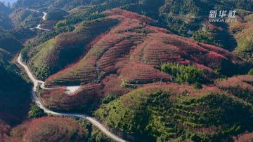 福建寿宁:樱花漫山惹人醉