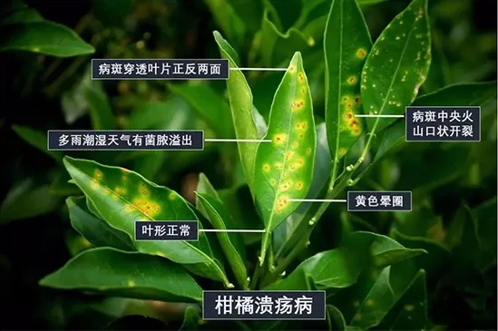 柑橘溃疡病介绍及其防治方法