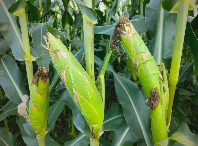 玉米新品种迪卡653:众多突出特点成就高产王