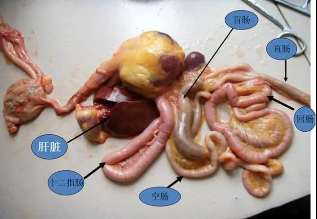 鸡正常脾脏图片图片