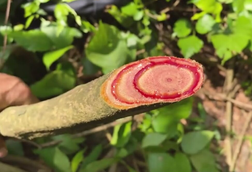 它便是"鸡血腾"的植株外貌,请辨认好,可别砍去当柴火