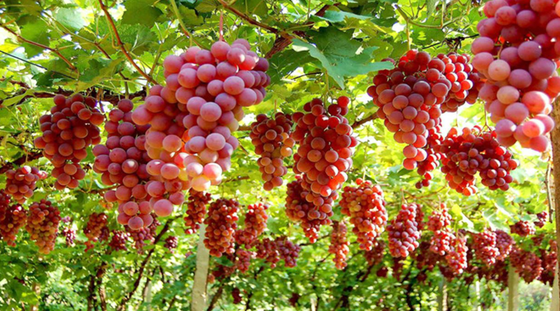 新疆叶城县盛产水果图片