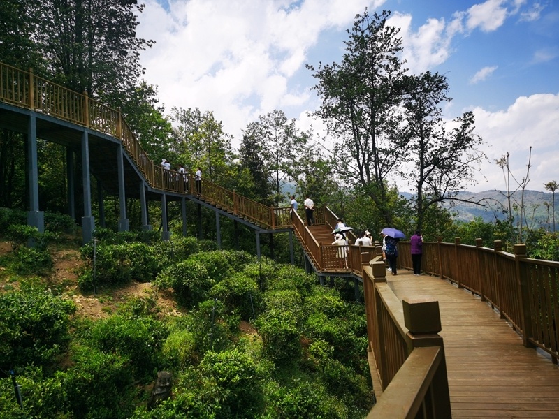 宁南茶岭:"以茶为媒"旅游兴