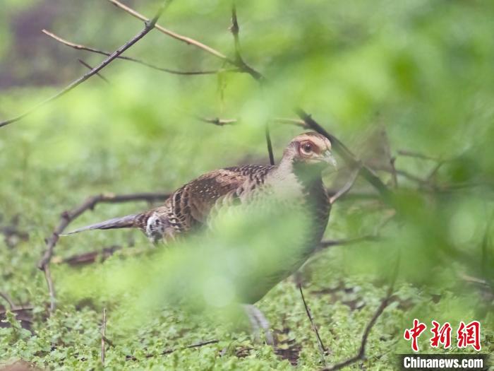 "鸟中大熊猫"白颈长尾雉现身浙江金华山