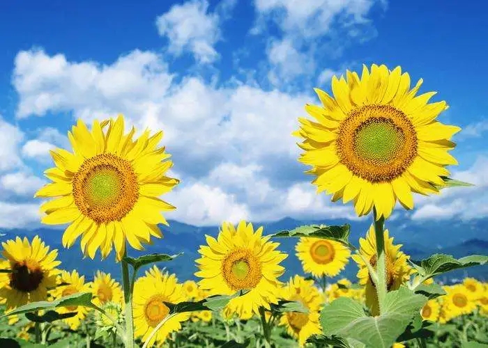 什么花的花语是希望