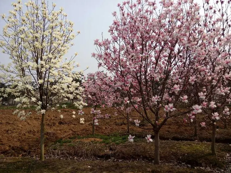 玉兰花树修剪图片