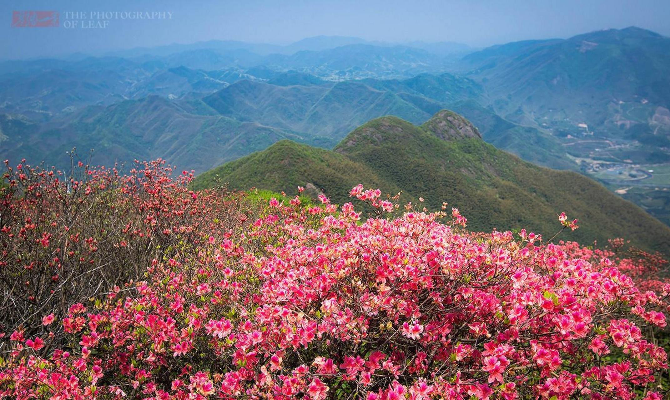 曲靖恩洪杜鹃花海票价图片