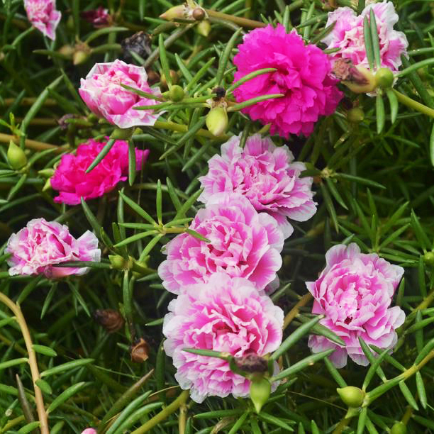 3种花卉无惧高温,天气炎热照样生长,越晒反而越漂亮!