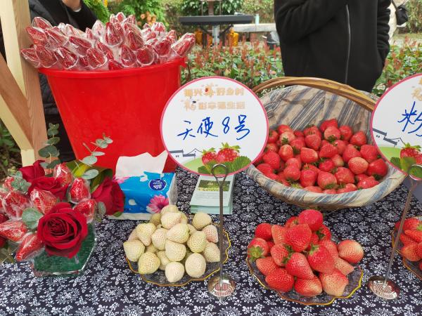 青浦白鹤草莓节来了!全镇种植草莓6000亩,市民可去大饱口福