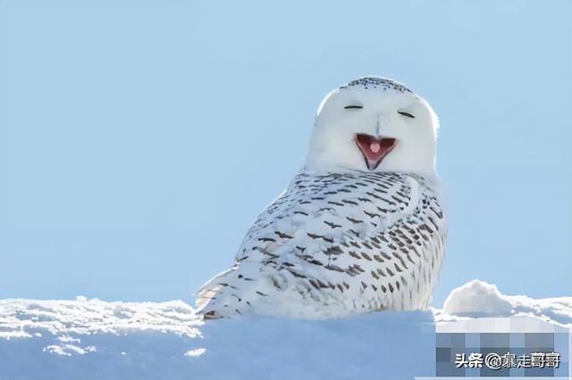 雪鸮加手表情包图片