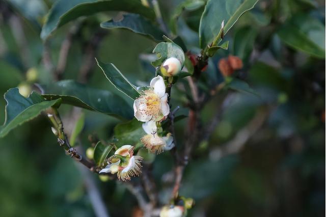她创业计划丨拉祜族家庭欢笑间,邦马大雪山上茶田绿了
