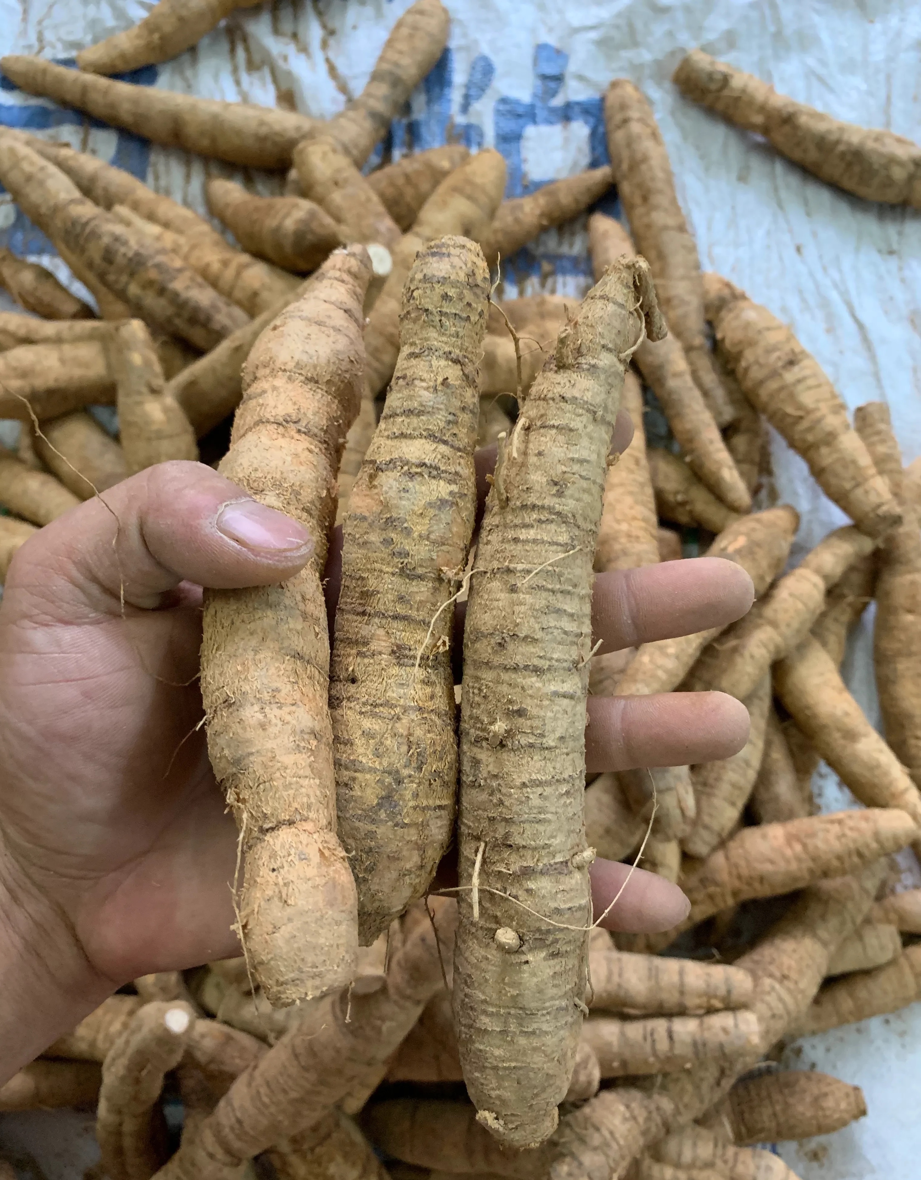 如何认识和辨别野生牛大力?