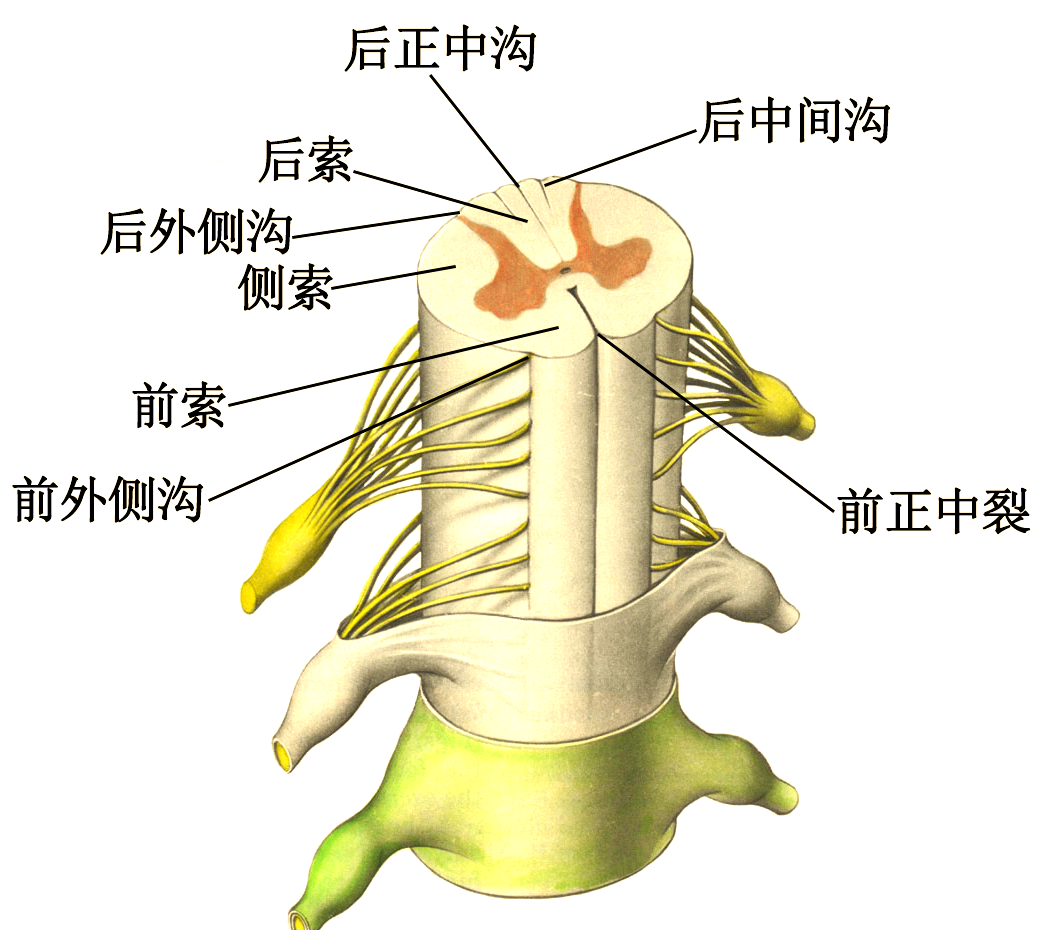 脊髓与脊柱的影像学诊断及复杂病症解析