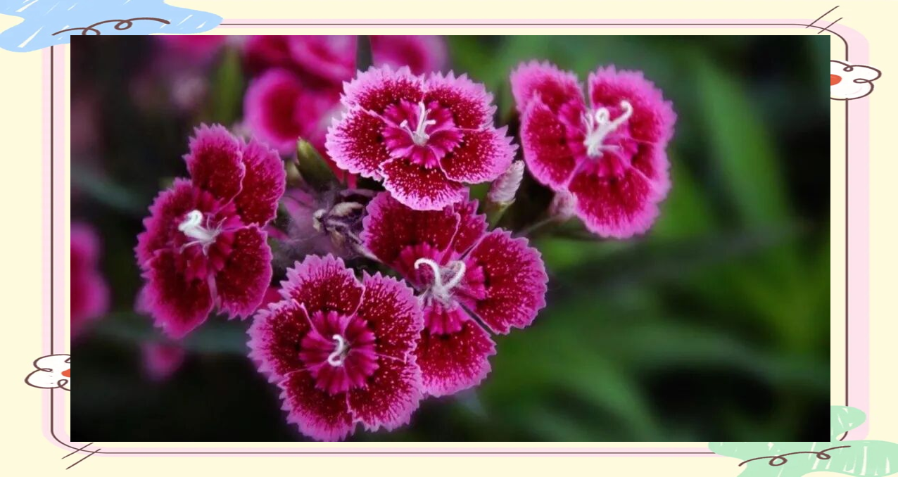 花仙子万花园:现实中的梦幻花卉天堂