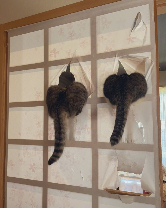 猫咪用了8年时间，证明家里的门真的是实木做的