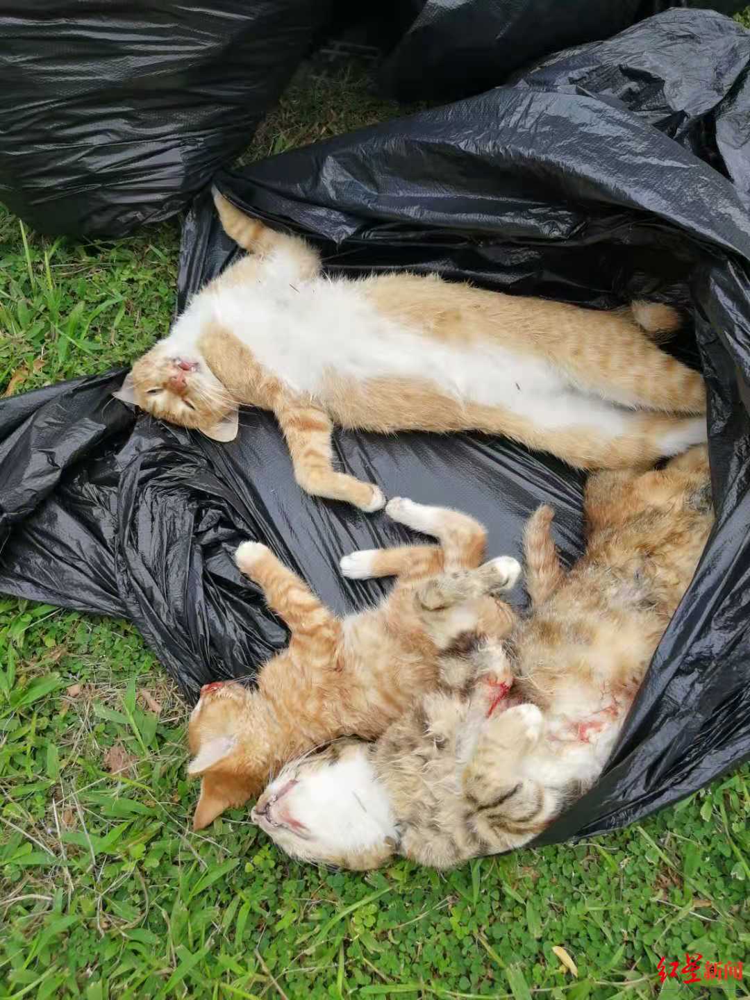 8只野猫惨死深圳儿童乐园内 志愿者看到母猫护崽放声大哭