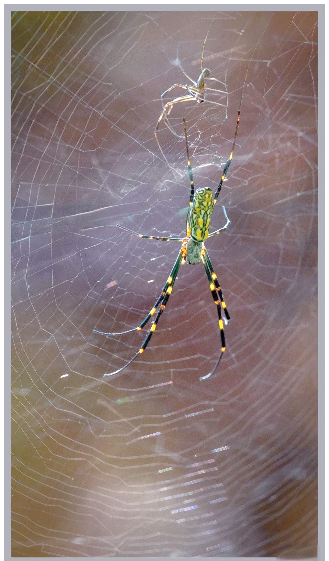 蜘蛛:节肢动物的多样性与重要性